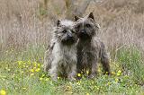 CAIRN TERRIER 624